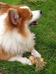 MÁS VENDIDO: Madera de café de larga duración para masticar para perros, juguete natural y ecológico para mascotas, limpieza de dientes, ejercicio de mandíbula, alivio del estrés - Product Image 4