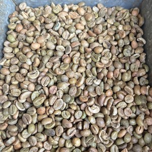 เมล็ดกาแฟโรบัสต้าเวียดนามสีเขียว ขนาด 18  แบบดิบ  จำหน่ายส่ง คุณภาพส่งออก สำหรับอุตสาหกรรมกาแฟ - Product Image 2