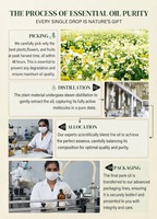 Minyak Esensial Oregano Distilasi Uap Minyak Botani Alami untuk Kosmetik Perawatan Pribadi Pembuatan Sabun Pewangi Pasokan Grosir