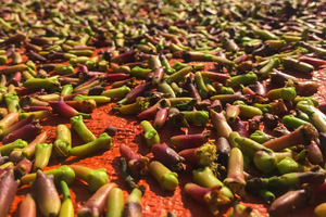 100% กานพลูทั้งใบจากธรรมชาติคุณภาพพรีเมี่ยมจากเวียดนาม/คุณนายลิมา - Product Image 6