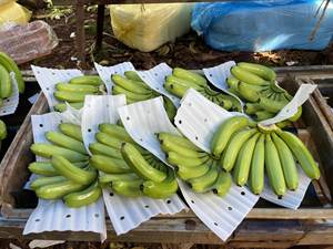 Fresh Banana Premium Grade Cavendish Variety Wholesale Supply Distribution mondiale au Vietnam par 99 Gold Data Export company - Product Image 4