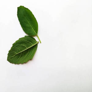 Hojas de Albahaca India de Primera Calidad de Nueva Temporada para Mezclas de Condimento para Pasta, Suministro de Ingredientes Culinarios para Importadores y Distribuidores - Product Image 1