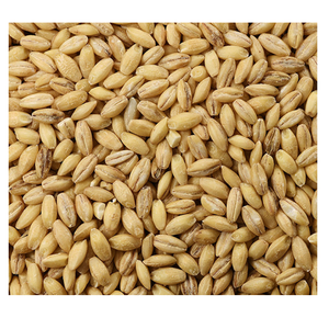 Orge torréfiée bon marché à vendre, teneur élevée en protéines pour la production d'aliments pour animaux, approvisionnement en gros pour l'agriculture - Product Image 3