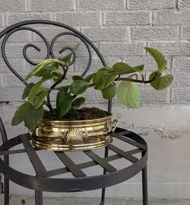 Macetero Metálico de Estilo Moderno para Arreglos de Plantas de Interior, Creando un Ambiente Tranquilo con un Diseño Elegante - Product Image 4