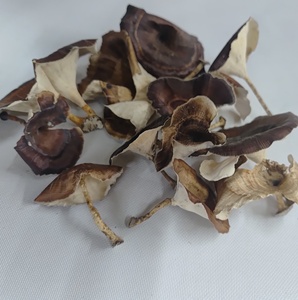 Plantes séchées botaniques, douces, délicates, naturelles, matière végétale sèche, champignons dorés, écologiques pour pot-pourri, aquariums, bricolage - Product Image 2