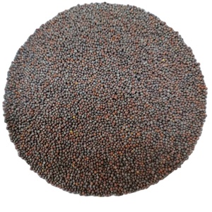 Factory Direct Single Herbs Spices Dried Mustard Seed Raw Material for <b>Rye</b> High Quality Mustard Seed - Product Image 1