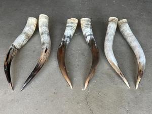 งานตกแต่งผนังรูปเขาสัตว์ขัดเงาแบบลองฮอร์น คู่หนึ่ง ดีไซน์อาร์ตเดโค ขนาดใหญ่ 27 ถึง 35 นิ้ว สำหรับงานแต่งงาน วันเกิด วันครบรอบ - Product Image 2