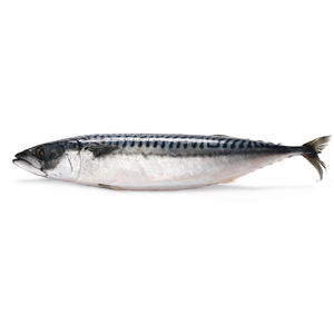 Pescado Atún del Pacífico Orgánico Congelado de Gran Tamaño 300g, Atún del Pacífico/Caballete del Pacífico Congelado Entero para Exportación - Product Image 2