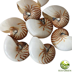 Élégante Coquille Spirale Décorative pour Mariage en Bord de Mer, Décoration de Resort et Style Inspiré de la Mer - Product Image 5