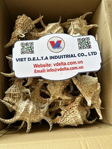 เปลือกหอยตกแต่งสำหรับตกแต่งบ้านและงาน DIY - Product Image 2