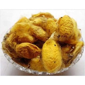 Polvo de Capullo de Seda Bombyx Mori, Patil Foods, Fabricante de la India - Product Image 1