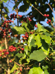 เมล็ดกาแฟเวียดนามคุณภาพสูง คั่วเขียว อาราบิก้า รสชาติใหม่ ช็อกโกแลตมิ้นท์ บรรจุกล่อง เกรด A+ คอนไน 2 - Product Image 5