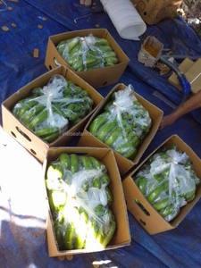 Plátanos Frescos de Vietnam, Plátano Cavendish, Venta al por Mayor a Granel, Exportación de Frutas Tropicales 2025 - Product Image 2