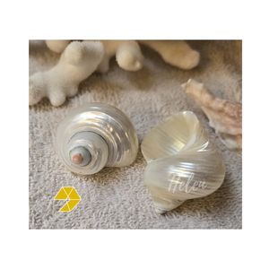 Anneaux de serviette créatifs en coquille de conque, décoration de table, style vaisselle, coquille naturelle, porte-serviettes pour mariage et fête - Product Image 4
