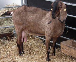 Cabras Nubias Angoleñas Premium para Suministro al por Mayor y Cría Comercial de Cabras - Product Image 6