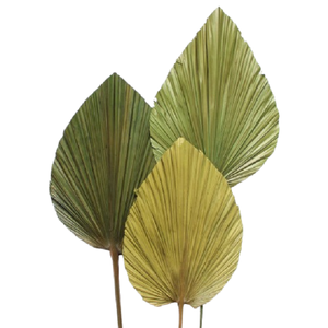Hojas de Palma Secas, Ecológicas, Teñidas Naturalmente, Hojas de Palma Preservadas, Decoración para el Hogar, Bodas, Pascua, Halloween, Día de San Valentín - Product Image 5