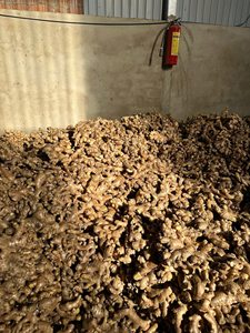 Racine de gingembre jeune fraîche coupée en deux, révélant sa texture intérieure, naturelle, biologique, récoltée pour la cuisine et la transformation alimentaire - Product Image 5
