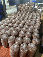 Vietnamese biologische olievrije geroosterde gedroogde cashewnoten - Topkwaliteit - Pure smaak - 12-24 maanden houdbaarheid - Groothandel