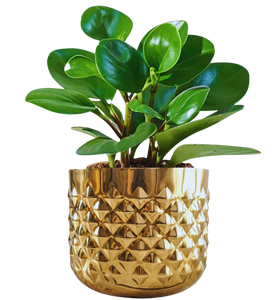 Maceta de Metal con Acabado Dorado Brillante y Martillado, Moderna Maceta Cilíndrica para Plantas, Centro de Mesa - Product Image 6