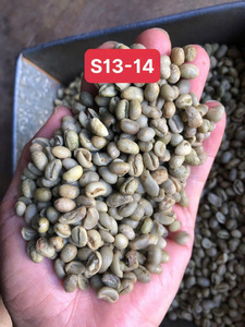 Unroasted <b>Robusta</b> <b>Coffee</b> <b>Beans</b> Bulk Supply Premium Grade A Clean <b>Coffee</b> <b>Beans</b> Vietnam green <b>coffee</b> <b>bean</b> - Product Image 1