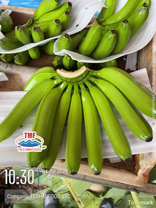 Plátano Cavendish Premium de Vietnam – Plátanos Frescos y Dulces para Exportación Global - Product Image 4