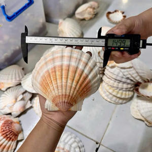 Conchas de Vieira Naturales al por Mayor para Decoración del Hogar, Suministros para Manualidades Náuticas, Conchas de Vieira Blancas Grandes, Decoración para Fiestas Temáticas del Océano, Venta al por Mayor - Product Image 2
