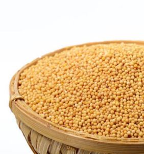 Graines de moutarde de haute qualité pour usage quotidien dans les restaurants et la restauration, en promotion, provenant d'un fournisseur indien. - Product Image 2