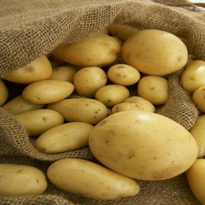 Nouvelle Arrivée 2026 – Pommes de terre fraîches biologiques en gros à bas prix, forme naturelle, stockage frigorifique, exportation mondiale, délicieuses pommes de terre - Product Image 6