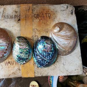 Concha de abulón, concha de océano Natural pulida de Vietnam para base de vela artesanal y mosaico artístico - Product Image 4