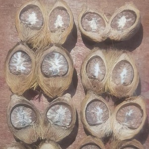 Nuez de Betel Cruda Seca Natural Pura de Primera Calidad, Paquete a Granel de 30 kg para Uso Alimentario a Bajo Precio - Product Image 5