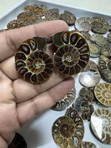Venta al por Mayor de Especímenes Minerales Naturales, Piedras Preciosas Pulimentadas, Rebanadas de Concha de Amonita para Decoración del Hogar y Fabricación de Joyas, Regalo - Product Image 2