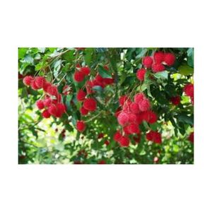 Rambután fresco y dulce cultivado en Vietnam - Product Image 2