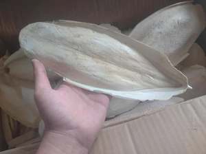 Os de Seiche Naturel Séché Riche en Calcium pour Oiseaux et Reptiles – Jouet à Mâcher Brut, Taillé et Poli – Fournisseur en Gros - Product Image 2