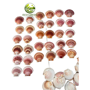 Coquilles Saint-Jacques Naturelles en Gros pour Décoration Intérieure, Artisanat de Mariage, Peinture, Vaisselle, Décoration d'Aquarium, Qualité Export - Product Image 2