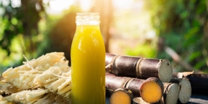 Caña de azúcar congelada para bebidas y postres | 100% Caña de azúcar natural al por mayor de Vietnam - Product Image 2