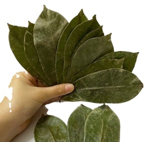 Feuilles de corossol entières séchées - Qualité export, feuilles de Graviola vertes pour tisanes - Product Image 1