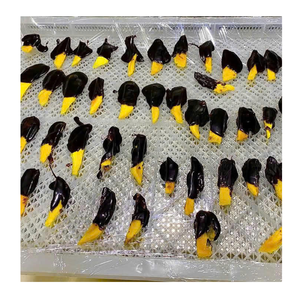 Mangues séchées du Vietnam enrobées de chocolat, collation tropicale sucrée et acidulée, OEM ODM disponible - Product Image 3