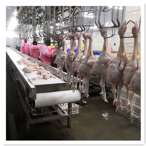 Lignes d'abattage de volailles à haute efficacité, <span class=keywords><strong>prix</strong></span> de gros, produits de haute qualité pour l'utilisation dans les abattoirs kirghizes de 2000 oiseaux par heure - Product Image 4