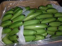 Indiase Cavendish Banaan Groen Rauw 14kg Pakket voor Catering Export Handling Bulk door Sanderi Exporters