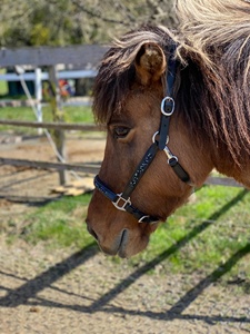 Caballo de cuero negro Halter Oveja blanca Acolchado ligero Ajuste de latón Caballo Halter Rub International - Product Image 3