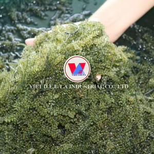 100% GRAPES DE MER NATURELLES ET BIOLOGIQUES, GRAPES DE MER VERDES, ALGUE MARINE, ALGUE MARINE EXOTIQUE, TROPICALE, GRAPES DE MER FRAÎCHES/DESÉSÉCHÉES. - Product Image 4