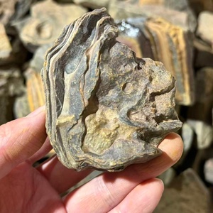 Bois pétrifié naturel d'Égypte, pierre de bois fossile brute pour l'aménagement paysager et la décoration - Fossile de bois ancien de qualité supérieure - Product Image 4