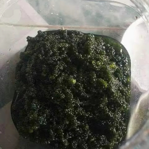 Dried Sea Grapes premium Caulerpa seaweed material for salad ingredient sushi decoration and food service Vietnam - Product Image 1