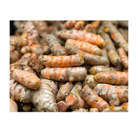 Racines de curcuma de haute pureté pour la fabrication d'épices culinaires, produits à base de plantes, ingrédients naturels et approvisionnement en vrac