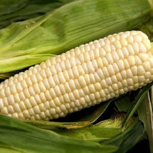 Maíz Blanco Puro 100% de Primera Calidad para Exportación al por Mayor, Suministro para Importadores, Granos Naturales, Empaque Limpio y Fuente a Granel Fresca - Product Image 6