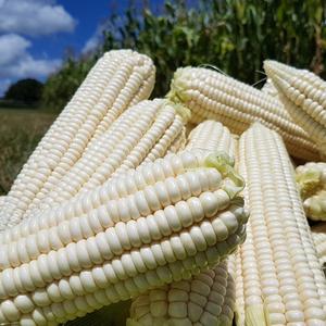 Maíz Blanco Glutinoso Brasileño para la Industria Alimentaria, Grano Seco de Alta Pureza con 3 Años de Vida Útil para Procesamiento y Distribución - Product Image 6