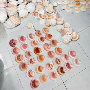 Conchas de vieira naturales KMI de 9–12 cm – Ecológicas y a granel para manualidades y decoración del hogar - Product Image 5