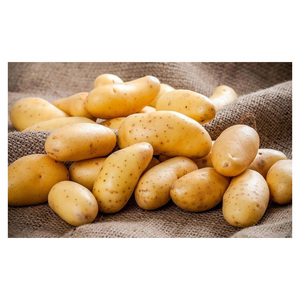 Wholesale Fresh Potatoes for Food Service Providers Processing Plants and Agricultural Traders - Product Image 6