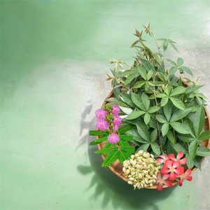 Herbal <b>Tea</b> Blends Rubus Alceaefolius leaf Hibiscus sagittifolius Flower Vietnamese Origin Supports Healthy Glowing Skin - Product Image 5