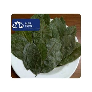 Feuilles de corossol séchées brutes de qualité supérieure en sac pour thé minceur et approvisionnement commercial en provenance du Vietnam - Product Image 1